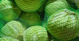 Kapusta biała  -  odmiana Zoltan Kapusta biała idealna zarówno