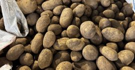 Sprzedam ziemniaki jadalne odmiana Bernina i belana ilości tirowe