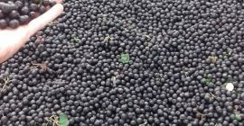 WITAM SPRZEDAM OWOCE ARONII Z ZBIORU 2018r ILOŚĆ CAŁOSAMOCHODOWE