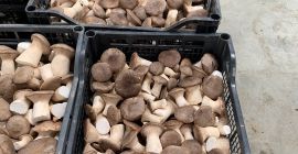 Jesteśmy firmą AGRIFUNGHI BASILICATA, specjalizującą się w produkcji boczniaków