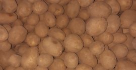 Verkaufe Speisekartoffeln Sorte Lilly vorwiegend festkochend- mehlig kochend Sortierung