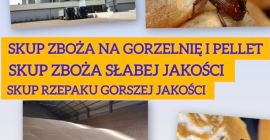 Kupię zboże słabej jakości na pellet i gorzelnię również