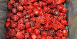 Truskawka mrożona pochodzenia Serbia Odmiana Viktoria Ilość dostępna 80