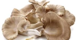 Witam. Sprzedam boczniak ostrygowaty w ilości hurtowej. Cena i