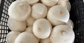 Kupię pieczarki w bardzo dużych ilościach, mogę też kupić