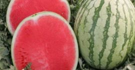 Witamy. Nasze przedsiębiorstwo rolne Garant Agro, zlokalizowane na południu