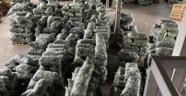 Świeże ogórki, prosto od producenta na eksport! Jeśli szukasz