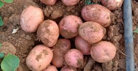 Ziemniaki Lady Rosetta | Odmiana klasy przetwórczej do produkcji