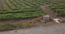 Witam, eksportujemy wysokiej jakości pietruszkę na paletach po 75