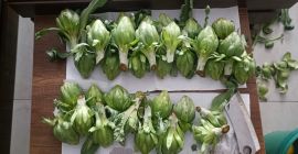 Młode karczochy są świeże i gotowe do zbioru.