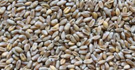 Pszenica paszowa,sucha bez obcych zapachów.