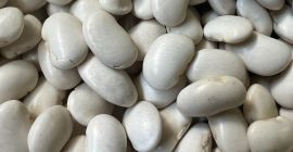 Fasola Jaś Karłowy zbiór wrzesień 2025, nie suszona -