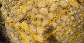 Sprzedam ZIEMNIAKI FRYTKOWE I JADALNE w dużych ilościach. Pakowane