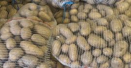 Ziemniak CATANIA, gładka skórka z czystej ziemi, bez uszkodzeń,