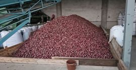 Cebula czerwona Red Baron F1 Fazerowana wentylowana ilosc okolo