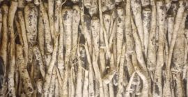 Posiadam na sprzedaż pietruszkę handlowa kaliber 3-6cm więcej informacji