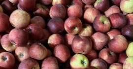 Sprzedam jabłka Galamust na sok 20 ton Florina