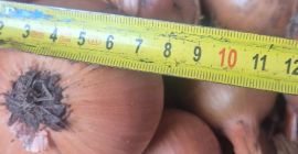 Sprzedam cebule odmiana heybelle . Cebula fazerowana zapraszam