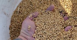 Starożytne i wyjątkowe ziarno