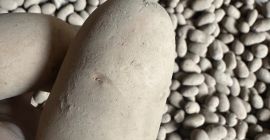 Sprzedam Queen anne Soraya Belana Inowator Posiadam rowniez kalibracje