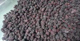 ROKYTNE BERRY to nowoczesna firma przetwórstwa owoców. Mrożenie szokowe