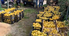 Limone Procida I.O.P. - Qualità Extra* Il Limone Procida,
