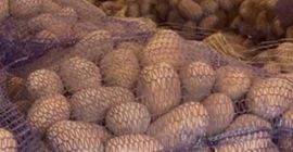 Sprzedam ziemniaki jadalne odmian: GALA , QUENN ANNA, BERNINA,