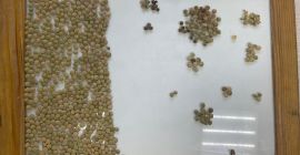 Kazachstańska firma eksportuje do Europy produkty rolne: grykę, krokosz,