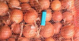 Cebula odmiany Legend, kaliber 50+, sprzedawana w big-bagach lub