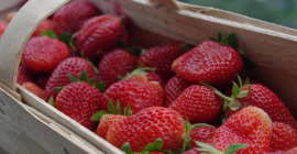 SKUP TRUSKAWEK – ZAPRASZAMY DO WSPÓŁPRACY! Oferujemy skup świeżych