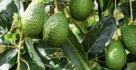 Jesteśmy firmą specjalizującą się w eksporcie awokado odmiany Hass,