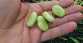 Hello Broad beans in offer. Quantity 2-3 trucks in