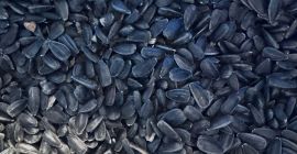 Słonecznik Czarny drobny czyszczony pakowany po 20 kg lub