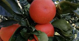 Pomarańcze Tarocco Rooster, czerwone,