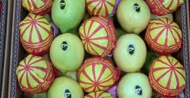 Z przyjemnością oferujemy świeże egipskie cytryny (Key Lime) najwyższej
