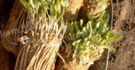 ZAMÓWIENIE SADZONEK KONIOWYCH! Gotowe do natychmiastowego sadzenia (kiełkowane lub