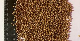 W magazynie 12t Czystość 98% Jakość rzeczywista na zdjęciu