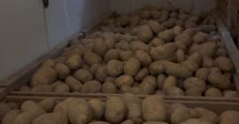 Witam, sprzedam duże, piękne ziemniaki (50+) odmiany Valdivia i