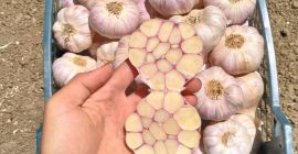 Golden Roots eksportuje świeże i mrożone produkty egipskie, warzywa