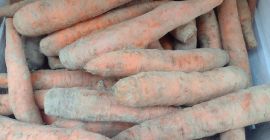 Polska marchew BIO. Gospodarstwo z certyfikatem BIO. Pierwsza klasa.