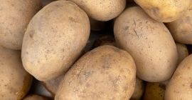 Sprzedam ziemniaki Lily Ilości tirówe, z jasnej ziemi