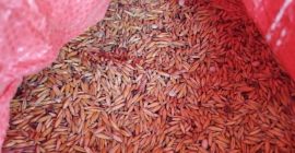 Owies ekologiczny certyfikat Zbiór 2025