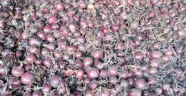 Dzień dobry, mam na sprzedaż 150 ton nieobranej czerwonej