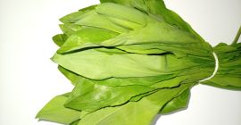 Mam do sprzedania duże ilości czosnku niedźwiedziego. Czosnek pochodzi