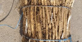 Zdrowe sadzonki chrzanu na sprzedaż w małych i dużych