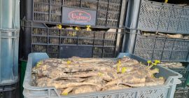 Sprzedam pietruszke z chłodni kaliber 3-6cm odmiana arat ładnie