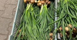 Sprzedam szczypiorek w pęczkach.