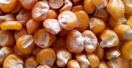 Oferujemy wysokiej jakości suszoną kukurydzę (ziarno kukurydzy) w ilościach