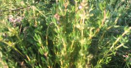 Tymianek pospolity, ekologiczny, z certyfikatem, sprzedam. Omłot z 2025