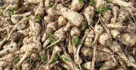 Sprzedam Pasternak gruby 6+